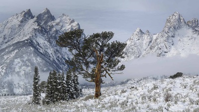 大提顿国家公园中的Old Patriarch Tree，怀俄明州 (© George Sanker/Minden Pictures)(20200511)的图片-大提顿国家公园中的Old Patriarch Tree，怀俄明州 (© George Sanker/Minden Pictures)