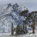 大提顿国家公园中的Old Patriarch Tree，怀俄明州 (© George Sanker/Minden Pictures)(20200511)