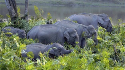 卡齐兰加国家公园的亚洲象群，印度阿萨姆邦 (© Parameswaran Pillai Karunakaran/Minden Pictures)(20200518)的图片-卡齐兰加国家公园的亚洲象群，印度阿萨姆邦 (© Parameswaran Pillai Karunakaran/Minden Pictures)