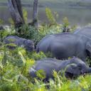 卡齐兰加国家公园的亚洲象群，印度阿萨姆邦 (© Parameswaran Pillai Karunakaran/Minden Pictures)(20200518)