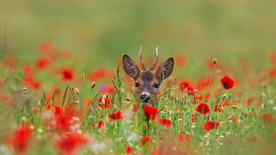 罂粟花丛中的欧洲狍 (© Arterra Picture Library/Alamy)(20200521)的图片-罂粟花丛中的欧洲狍 (© Arterra Picture Library/Alamy)