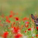 罂粟花丛中的欧洲狍 (© Arterra Picture Library/Alamy)(20200521)