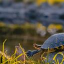 一只雄性黄腹彩龟 (© Marko Markovic Photography/Shutterstock)(20200523)