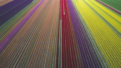 郁金香田鸟瞰图，德国萨克森-安哈尔特 (© Anke Scheibe/Westend61/offset by shutterstock)(20200525)的图片-郁金香田鸟瞰图，德国萨克森-安哈尔特 (© Anke Scheibe/Westend61/offset by shutterstock)
