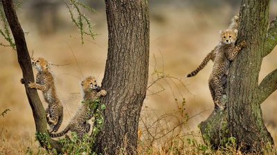 正在爬相思树的猎豹幼崽们，坦桑尼亚恩戈罗恩戈罗保护区 (© Paul Souders/Getty Images)(20200526)的图片-正在爬相思树的猎豹幼崽们，坦桑尼亚恩戈罗恩戈罗保护区 (© Paul Souders/Getty Images)