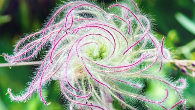 结籽时的三花锦葵的长羽 (© Sunshine Haven Photo/Shutterstock)(20200528)的图片-结籽时的三花锦葵的长羽 (© Sunshine Haven Photo/Shutterstock)