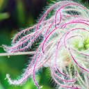 结籽时的三花锦葵的长羽 (© Sunshine Haven Photo/Shutterstock)(20200528)