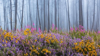 火灾烧毁大部分森林后，野花遍地的凯尔特河野营地 (© Debra Brash/plainpicture)(20200614)的图片-火灾烧毁大部分森林后，野花遍地的凯尔特河野营地 (© Debra Brash/plainpicture)