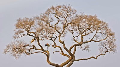 潘塔纳尔湿地中的裸颈鹳，巴西 (© Juan-Carlos Munoz/Minden Pictures)(20200618)的图片-潘塔纳尔湿地中的裸颈鹳，巴西 (© Juan-Carlos Munoz/Minden Pictures)