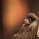 一只带着幼崽的长胡子皇狨猴 (© Chris White/iStock/Getty Images Plus)(20200621)