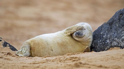 在沙滩上休息的灰海豹幼崽，英国Blakeney Point自然保护区 (© Kevin Sawford/Getty Images)(20200708)的图片-在沙滩上休息的灰海豹幼崽，英国Blakeney Point自然保护区 (© Kevin Sawford/Getty Images)