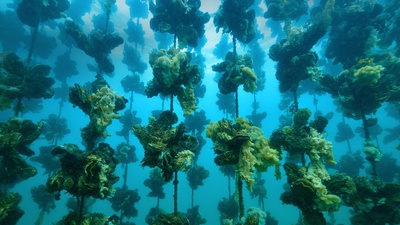 Notojima岛附近的牡蛎养殖场，日本石川县 (© divedog/Shutterstock)(20200805)的图片-Notojima岛附近的牡蛎养殖场，日本石川县 (© divedog/Shutterstock)