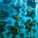 Notojima岛附近的牡蛎养殖场，日本石川县 (© divedog/Shutterstock)(20200805)