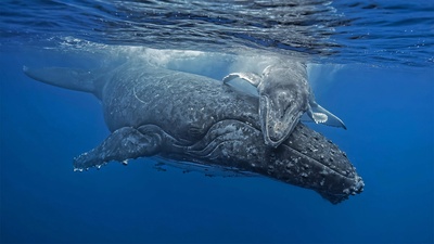 汤加海岸正要拥抱妈妈的小座头鲸 (© Biosphoto/Alamy)(20200807)的图片-汤加海岸正要拥抱妈妈的小座头鲸 (© Biosphoto/Alamy)