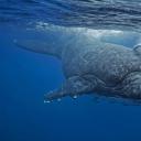 汤加海岸正要拥抱妈妈的小座头鲸 (© Biosphoto/Alamy)(20200807)