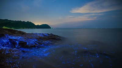 冈山沿岸的发光海洋萤火虫，日本 (© tdub_video/Getty Images)(20200811)的图片-冈山沿岸的发光海洋萤火虫，日本 (© tdub_video/Getty Images)