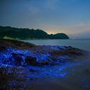 冈山沿岸的发光海洋萤火虫，日本 (© tdub_video/Getty Images)(20200811)