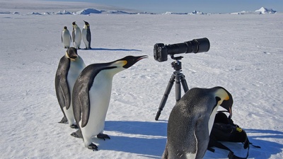 一群好奇的帝企鹅 (© Mint Images Limited/Alamy)(20200819)的图片-一群好奇的帝企鹅 (© Mint Images Limited/Alamy)