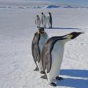 一群好奇的帝企鹅 (© Mint Images Limited/Alamy)(20200819)