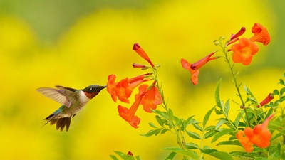 在食用黄钟花的红喉北蜂鸟，德克萨斯州丘陵地 (© Rolf Nussbaumer/Danita Delimont)(20200914)的图片-在食用黄钟花的红喉北蜂鸟，德克萨斯州丘陵地 (© Rolf Nussbaumer/Danita Delimont)