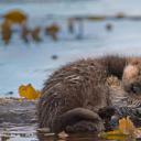 海獭妈妈和新生的小狗，加利福尼亚蒙特雷湾 (© Suzi Eszterhas/Minden Pictures)(20200920)