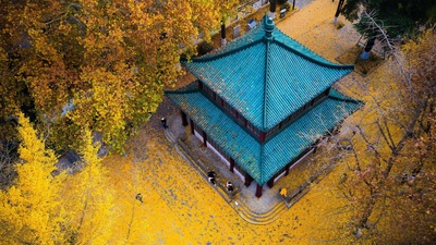 玄武湖公园的金色银杏叶，中国南京 (© SIPA Asia/ZUMA Wire/Alamy)(20200923)的图片-玄武湖公园的金色银杏叶，中国南京 (© SIPA Asia/ZUMA Wire/Alamy)