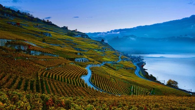日内瓦湖岸上陡峭的拉沃葡萄园梯田，瑞士 (© Yves Marcoux/plainpicture)(20200929)的图片-日内瓦湖岸上陡峭的拉沃葡萄园梯田，瑞士 (© Yves Marcoux/plainpicture)