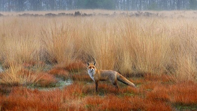 赤狐，荷兰 (© Wim Weenink/Minden Pictures)(20201013)的图片-赤狐，荷兰 (© Wim Weenink/Minden Pictures)
