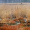 赤狐，荷兰 (© Wim Weenink/Minden Pictures)(20201013)