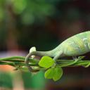 在一株植物上行走的变色龙，印度尼西亚 (© SnapRapid/Offset by Shutterstock)(20201021)