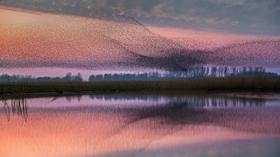 Lauwersmeer国家公园上空的椋鸟群，荷兰 (© Frans Lemmens/Alamy)(20201022)的图片-Lauwersmeer国家公园上空的椋鸟群，荷兰 (© Frans Lemmens/Alamy)