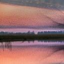 Lauwersmeer国家公园上空的椋鸟群，荷兰 (© Frans Lemmens/Alamy)(20201022)