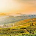 巴罗洛葡萄园的山丘，意大利皮埃蒙特 (© Marco Arduino/eStock Photo)(20201109)