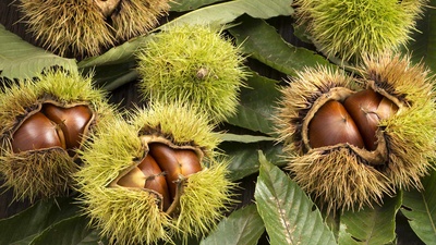 带壳的栗子 (© Kai Keisuke/Shutterstock)(20201111)的图片-带壳的栗子 (© Kai Keisuke/Shutterstock)