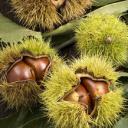 带壳的栗子 (© Kai Keisuke/Shutterstock)(20201111)