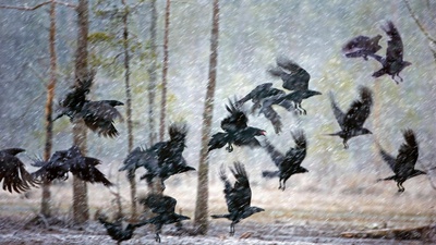 库赫莫附近暴风雪中的乌鸦，芬兰 (© Frans Lemmens/Alamy)(20201113)的图片-库赫莫附近暴风雪中的乌鸦，芬兰 (© Frans Lemmens/Alamy)