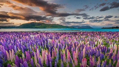 特卡波湖岸上的羽扇豆，新西兰 (© Stanislav Kachyna/Shutterstock)(20201115)的图片-特卡波湖岸上的羽扇豆，新西兰 (© Stanislav Kachyna/Shutterstock)