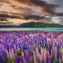 特卡波湖岸上的羽扇豆，新西兰 (© Stanislav Kachyna/Shutterstock)(20201115)
