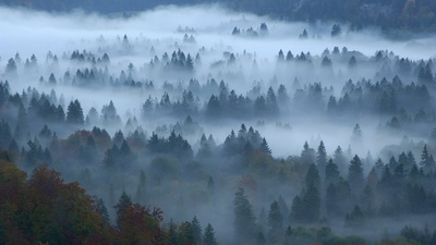 混交林，菲森，巴伐利亚，德国 (© Erich Kuchling/DEEPOL by plainpicture)(20201117)的图片-混交林，菲森，巴伐利亚，德国 (© Erich Kuchling/DEEPOL by plainpicture)