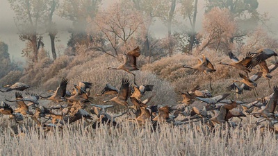 Drömling湿地中的灰鹤，德国 (© Mike Friedrichs/Getty Images)(20201122)的图片-Drömling湿地中的灰鹤，德国 (© Mike Friedrichs/Getty Images)