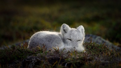 正在睡觉的北极狐 (© Menno Schaefer/Getty Images)(20201210)的图片-正在睡觉的北极狐 (© Menno Schaefer/Getty Images)