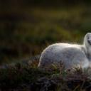 正在睡觉的北极狐 (© Menno Schaefer/Getty Images)(20201210)