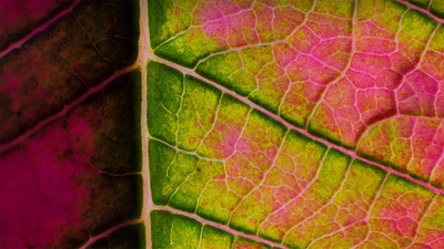 一品红叶子特写 (© Charles Floyd/Alamy)(20201212)的图片-一品红叶子特写 (© Charles Floyd/Alamy)