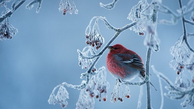 松雀 (© Peter Lilja/Getty Images)(20201214)的图片-松雀 (© Peter Lilja/Getty Images)