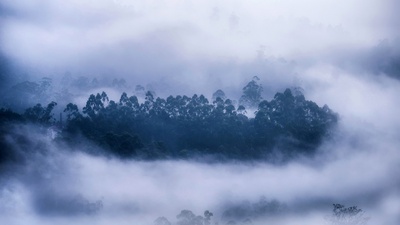 雾气环绕的森林，喀拉拉邦慕那尔市，印度 (© Ahammed Riswan/EyeEm/Getty Images)(20201216)的图片-雾气环绕的森林，喀拉拉邦慕那尔市，印度 (© Ahammed Riswan/EyeEm/Getty Images)