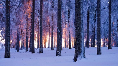日落时分被雪覆盖的挪威云杉林，德国图林根 (© Frank Sommariva/ImageBROKER/Offset by Shutterstock)(20201217)的图片-日落时分被雪覆盖的挪威云杉林，德国图林根 (© Frank Sommariva/ImageBROKER/Offset by Shutterstock)