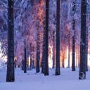 日落时分被雪覆盖的挪威云杉林，德国图林根 (© Frank Sommariva/ImageBROKER/Offset by Shutterstock)(20201217)