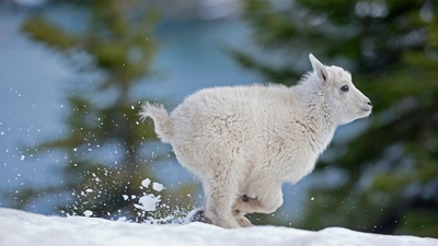 蒙大拿州西部的小雪羊 (© Donald M. Jones/Minden Pictures)(20201220)的图片-蒙大拿州西部的小雪羊 (© Donald M. Jones/Minden Pictures)