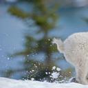 蒙大拿州西部的小雪羊 (© Donald M. Jones/Minden Pictures)(20201220)