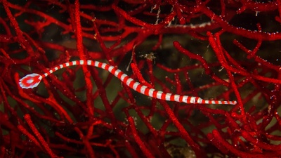 莫阿尔博阿尔附近的带纹矛吻海龙，菲律宾 (© Jenna Szerlag/Alamy)(20201223)的图片-莫阿尔博阿尔附近的带纹矛吻海龙，菲律宾 (© Jenna Szerlag/Alamy)